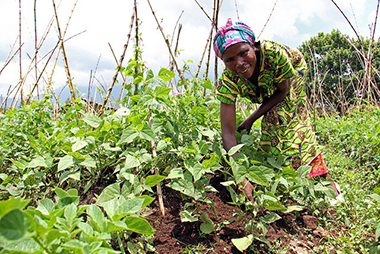 a-woman-farmer-in-rwanda_380