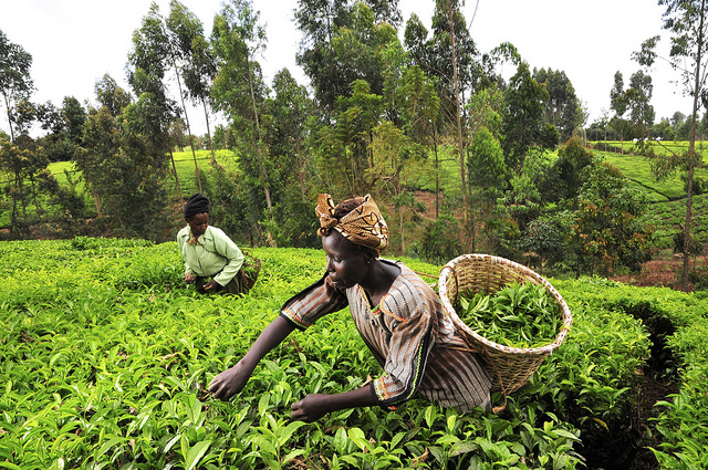 kenyanwomenfarmers