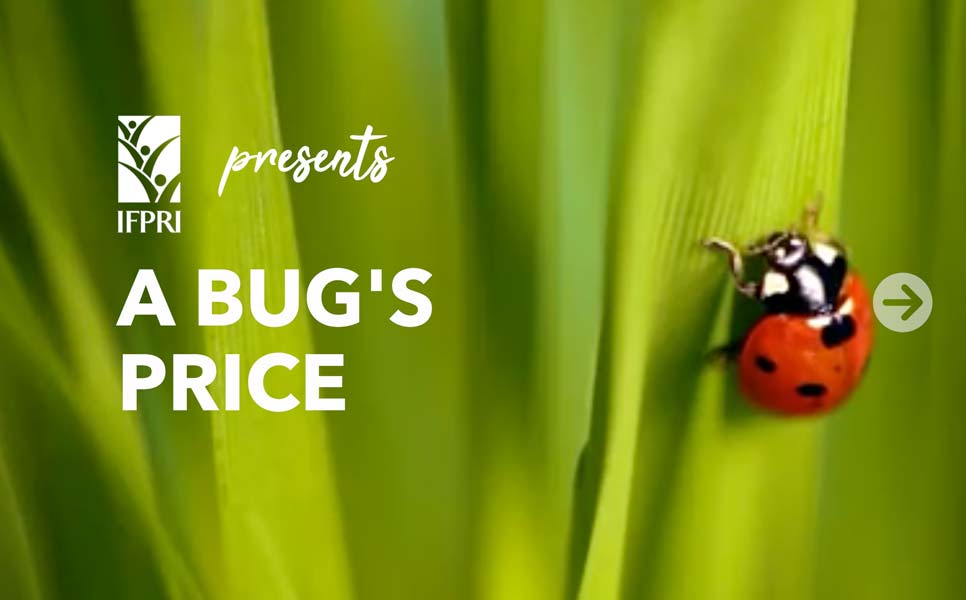 A bug's price
