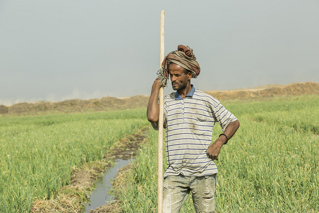 onion_farmer_ethiopia
