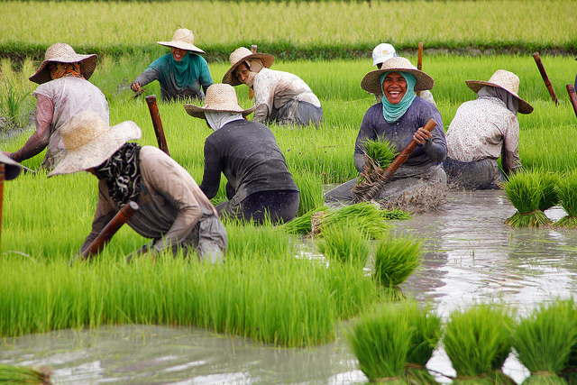 Evaluation of quantitative restrictions (QR) on Philippine rice