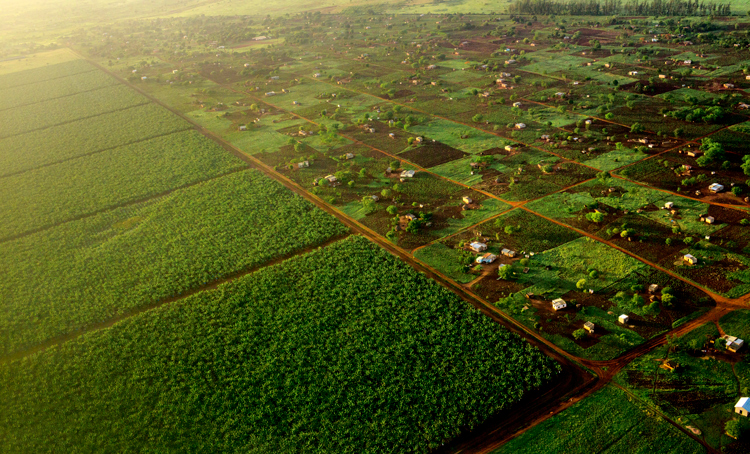 aerial-view-of-bananalandia
