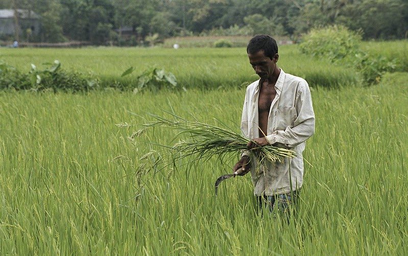 Optimizing seasonal-spatial crop production to improve its economic-environmental performance in Bangladesh