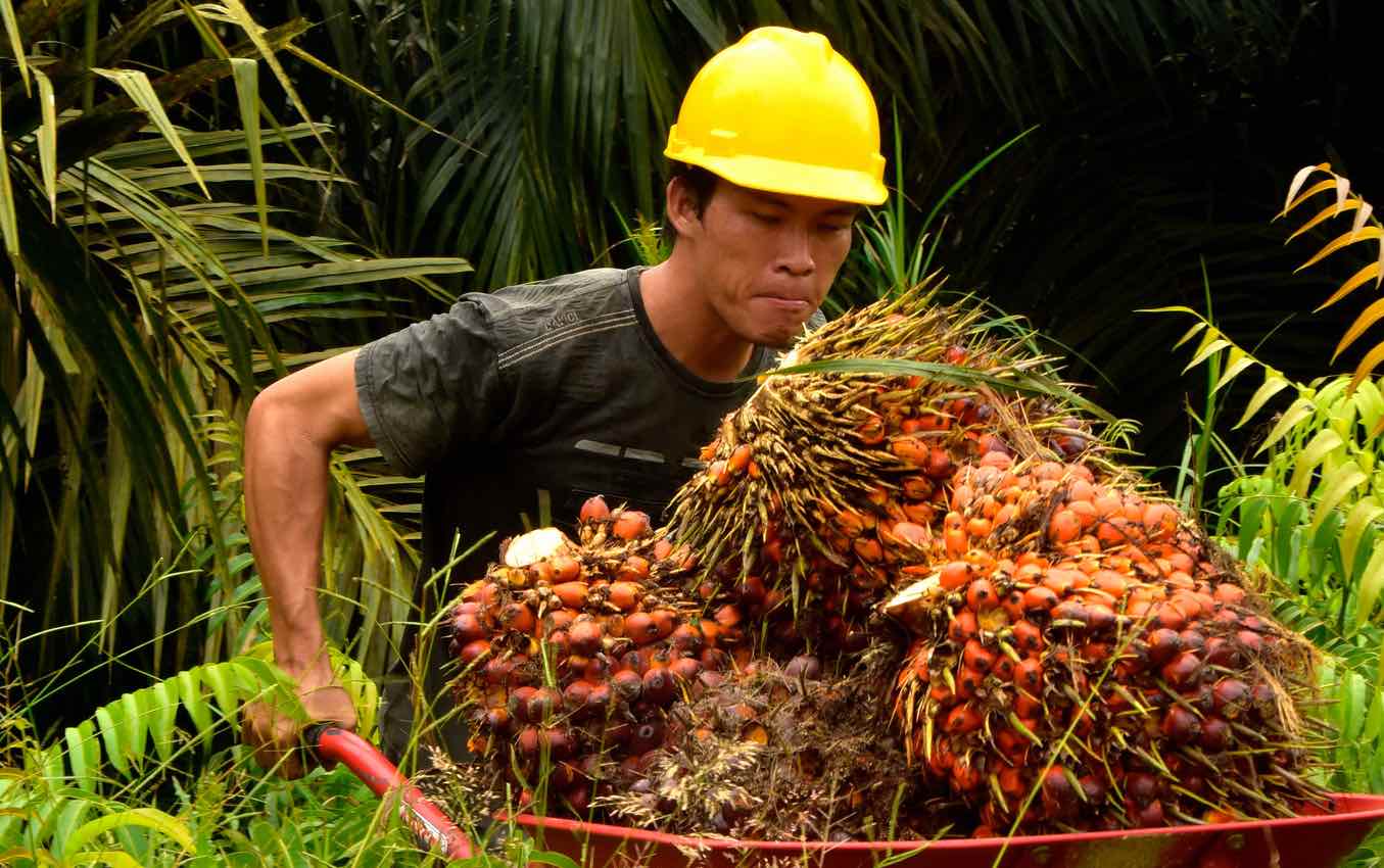 Man in hard hat pushing wheelbarrow filled with bunches of palm fruit