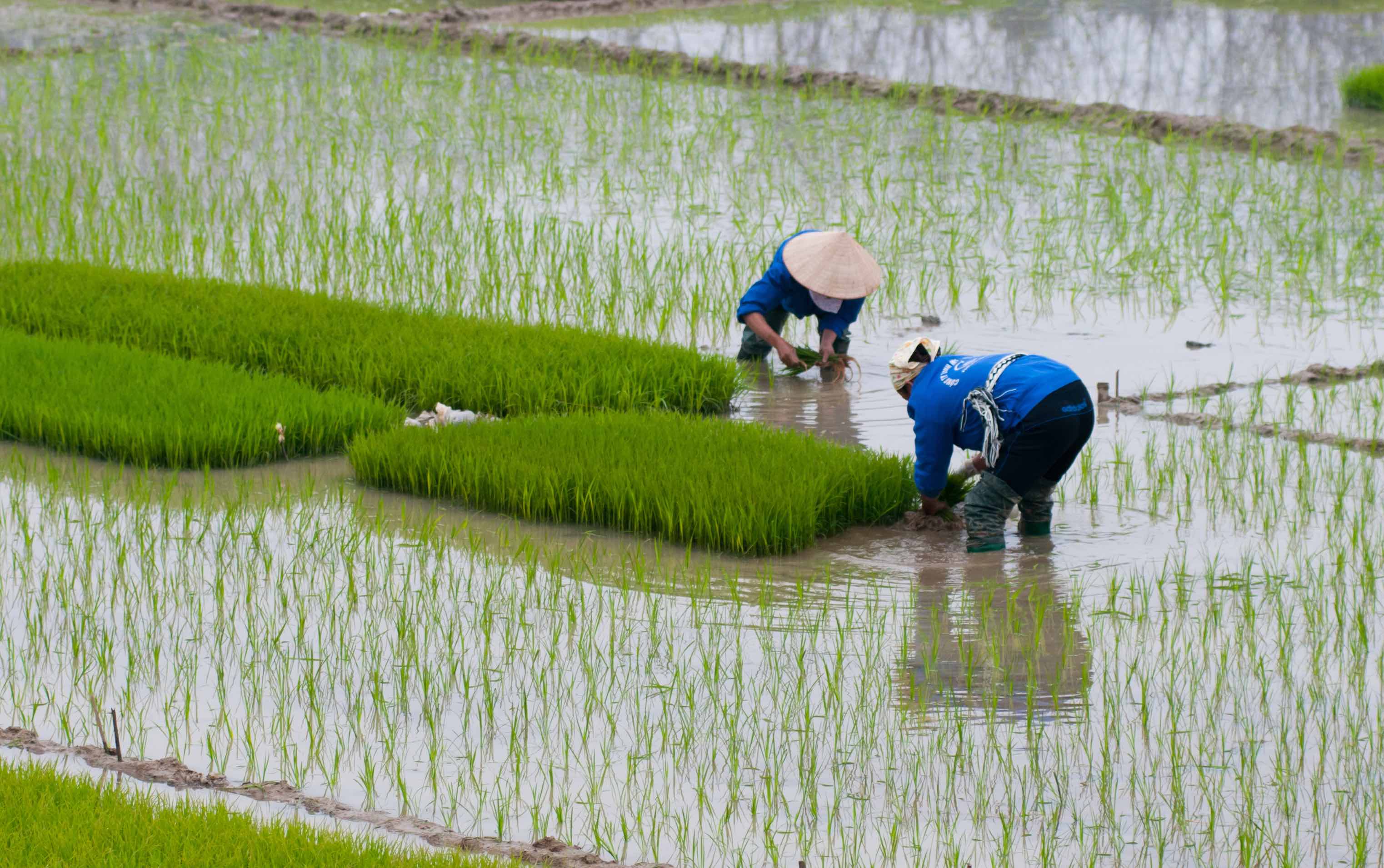 Two farmers work in a rice paddy