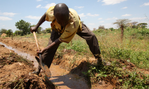Irrigation sensible à la nutrition au Mali : un guide pour progresser en matière de sécurité hydrique, alimentaire et nutritionnelle au Mali