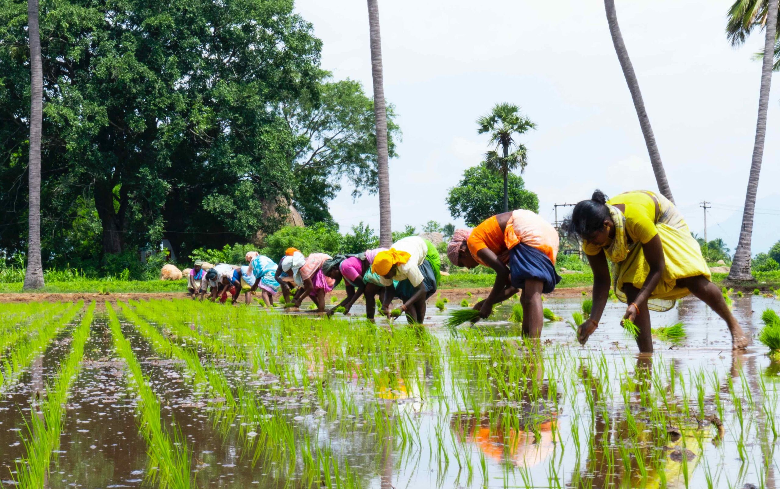 Women workers bent over in a line planting rice plants in paddy, trees in background