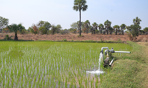 Groundwater-irrigated paddy fields, Hyderabad, India