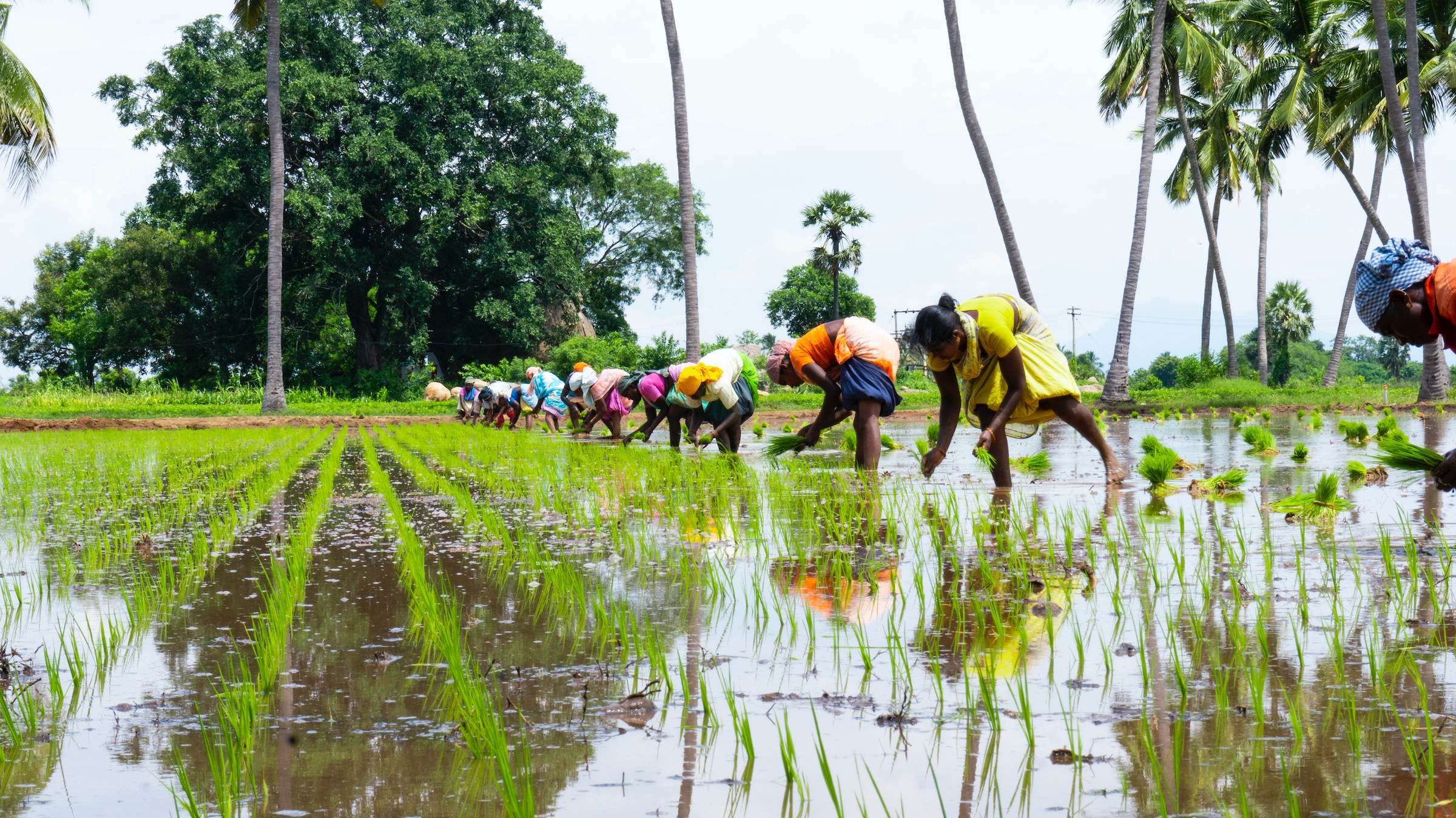 Women standing in rice paddy, bent over, placing rice plants