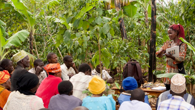 Training Ugandan coffee farmers on agronomy practices more than pays for itself