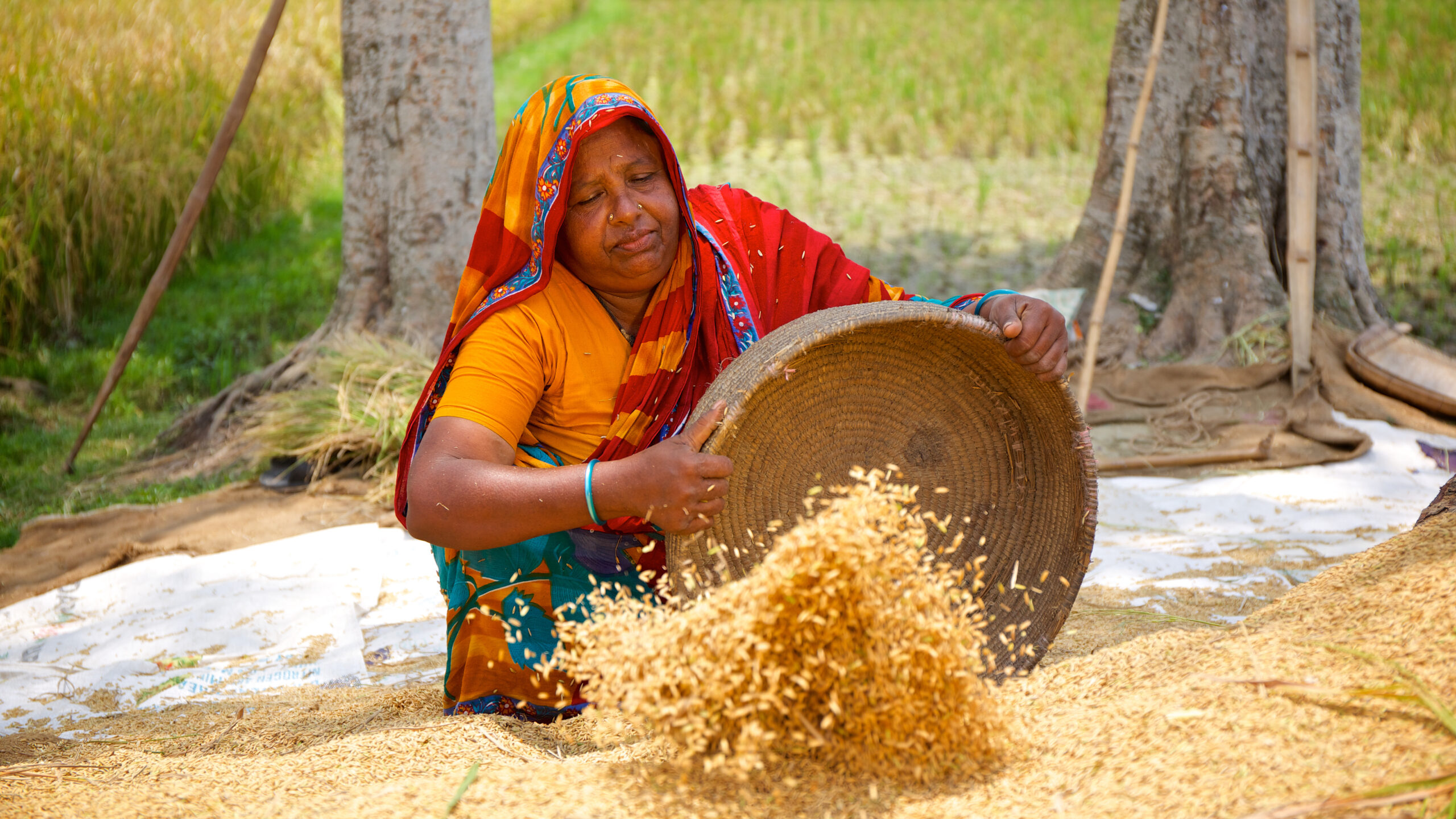 Woman wearing a sari pouring rice grains from a basket into a pile.