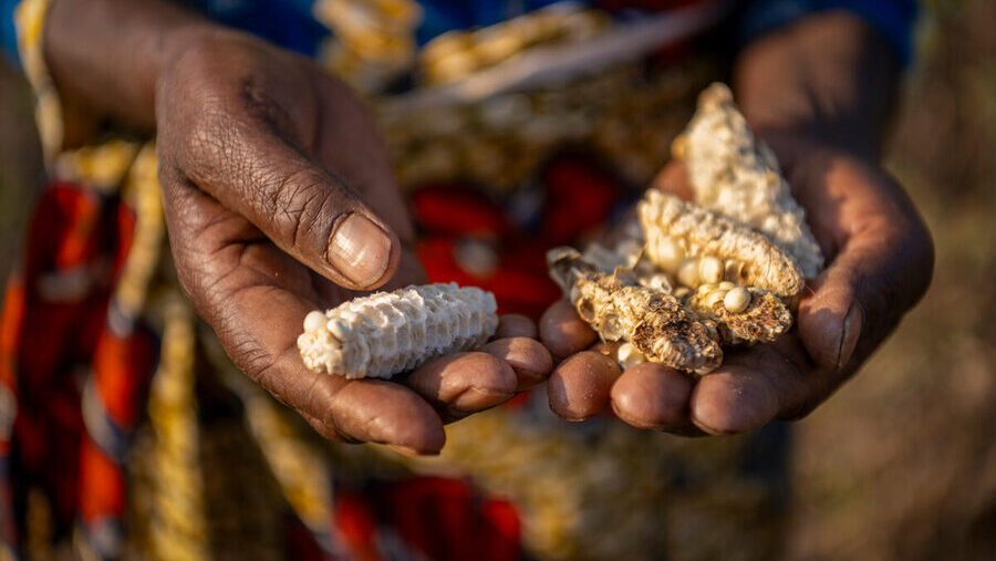 Tale of two villages: In Malawi, farmers point the way as drought drives hunger (WFP/AllAfrica/Relief Web)