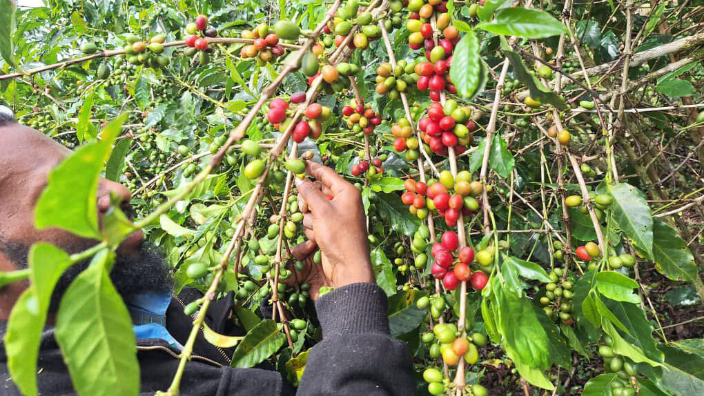 Pathway to Brewing Success: Engaging with Coffee Growers to Understand Production Challenges in Papua New Guinea's Highlands