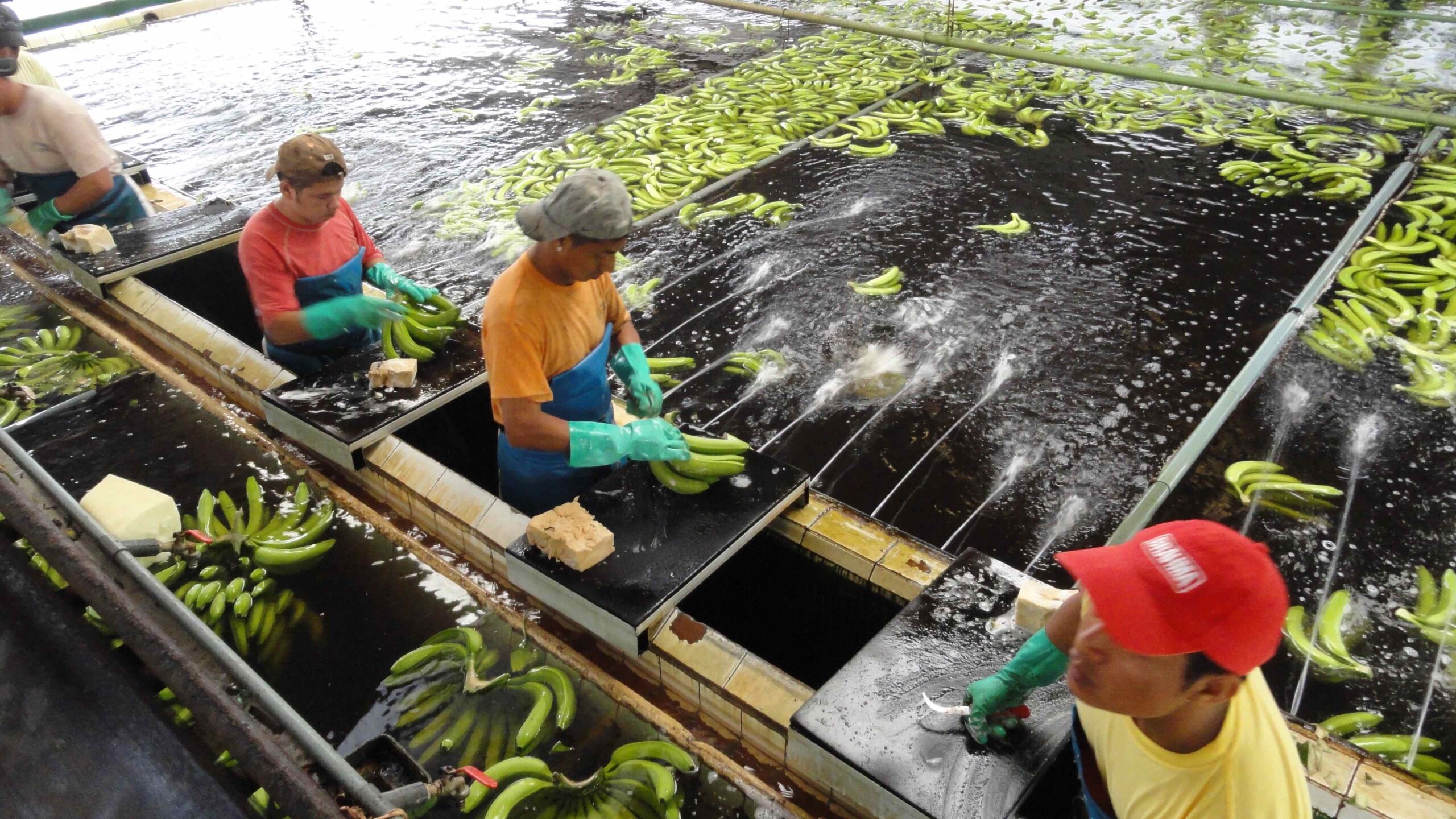 Four workers sort bananas from bins into water tanks