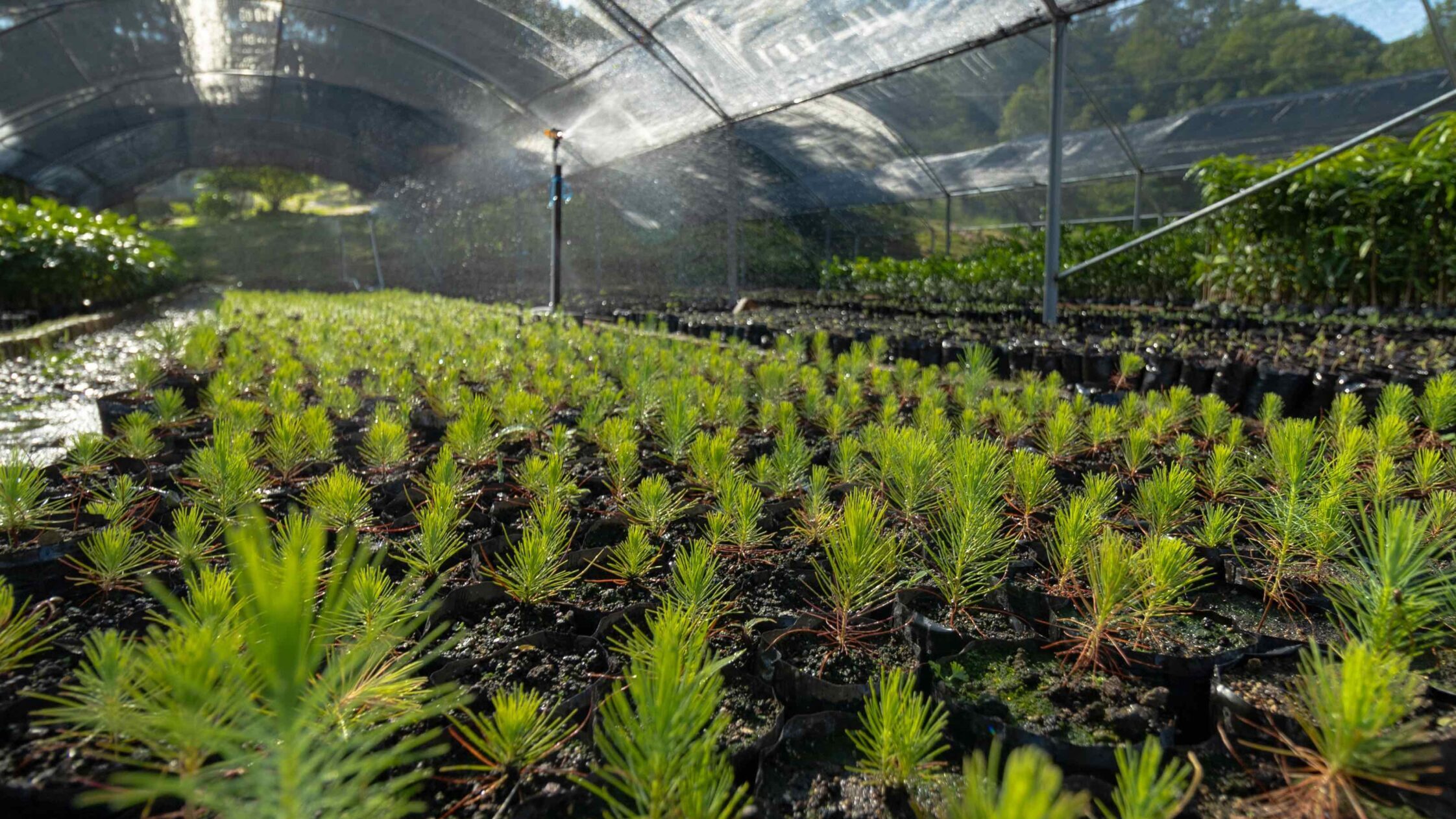 Rows of saplings in a greenhouse