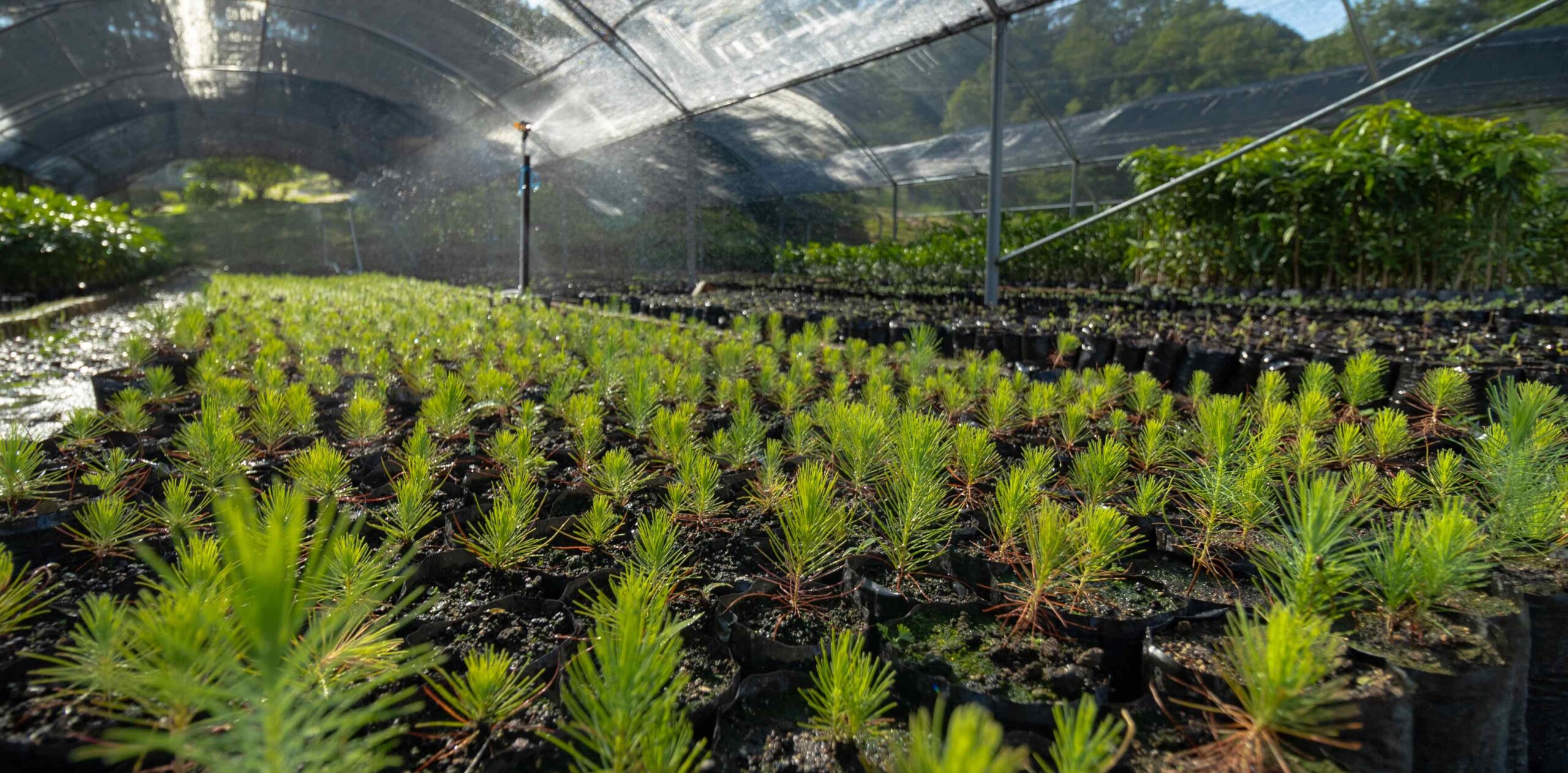 Rows of saplings in a greenhouse