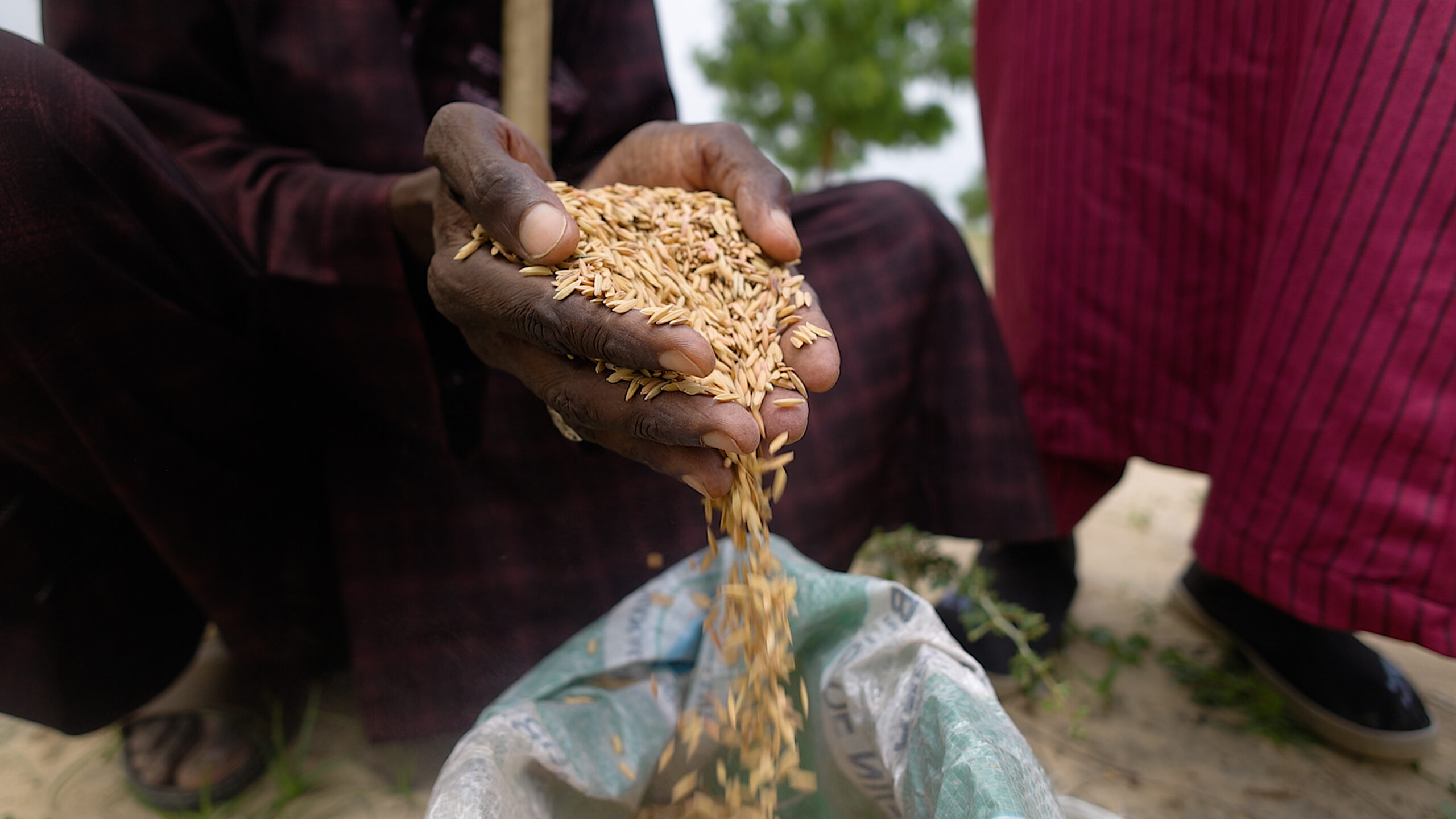 Close-up of crouching man's hands holding seeds, spilling into a bag