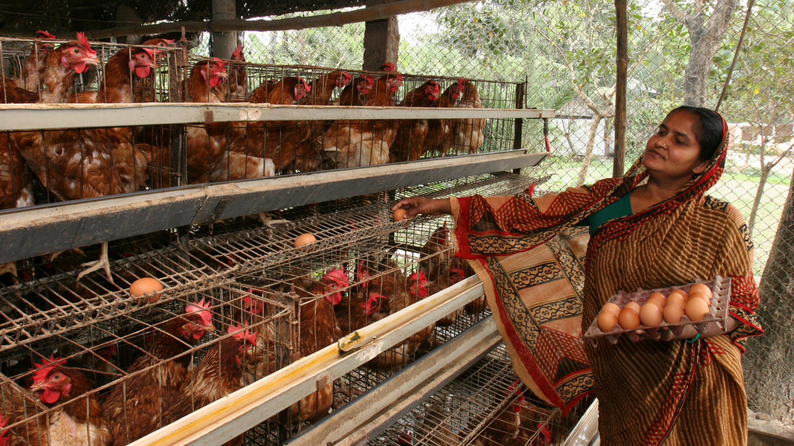 Woman, right, in sari holding tray of eggs in left hand collects eggs from chickens in cages, left