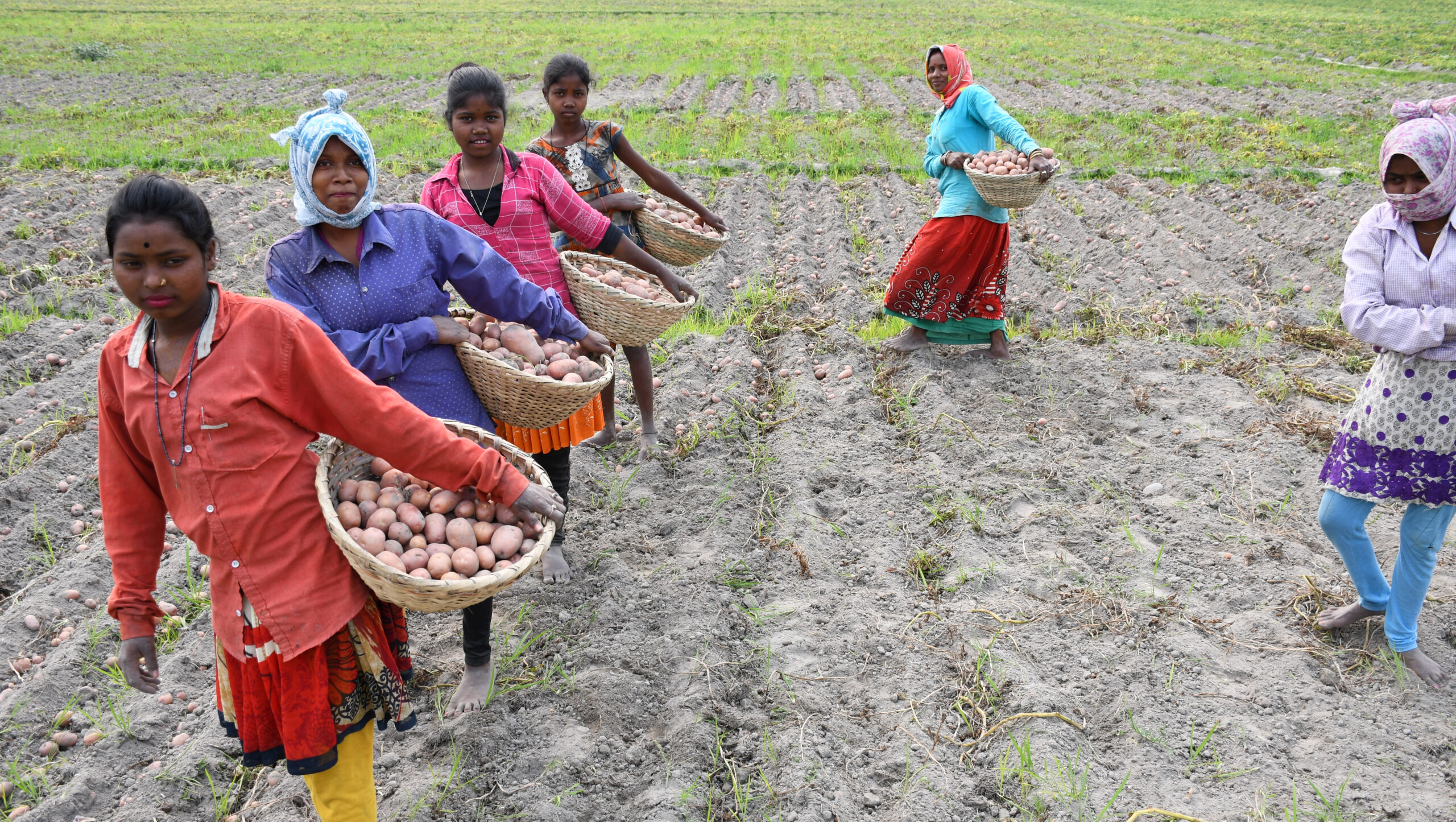 Five women, left and center, carrying baskets of potatoes. One woman standing on right.