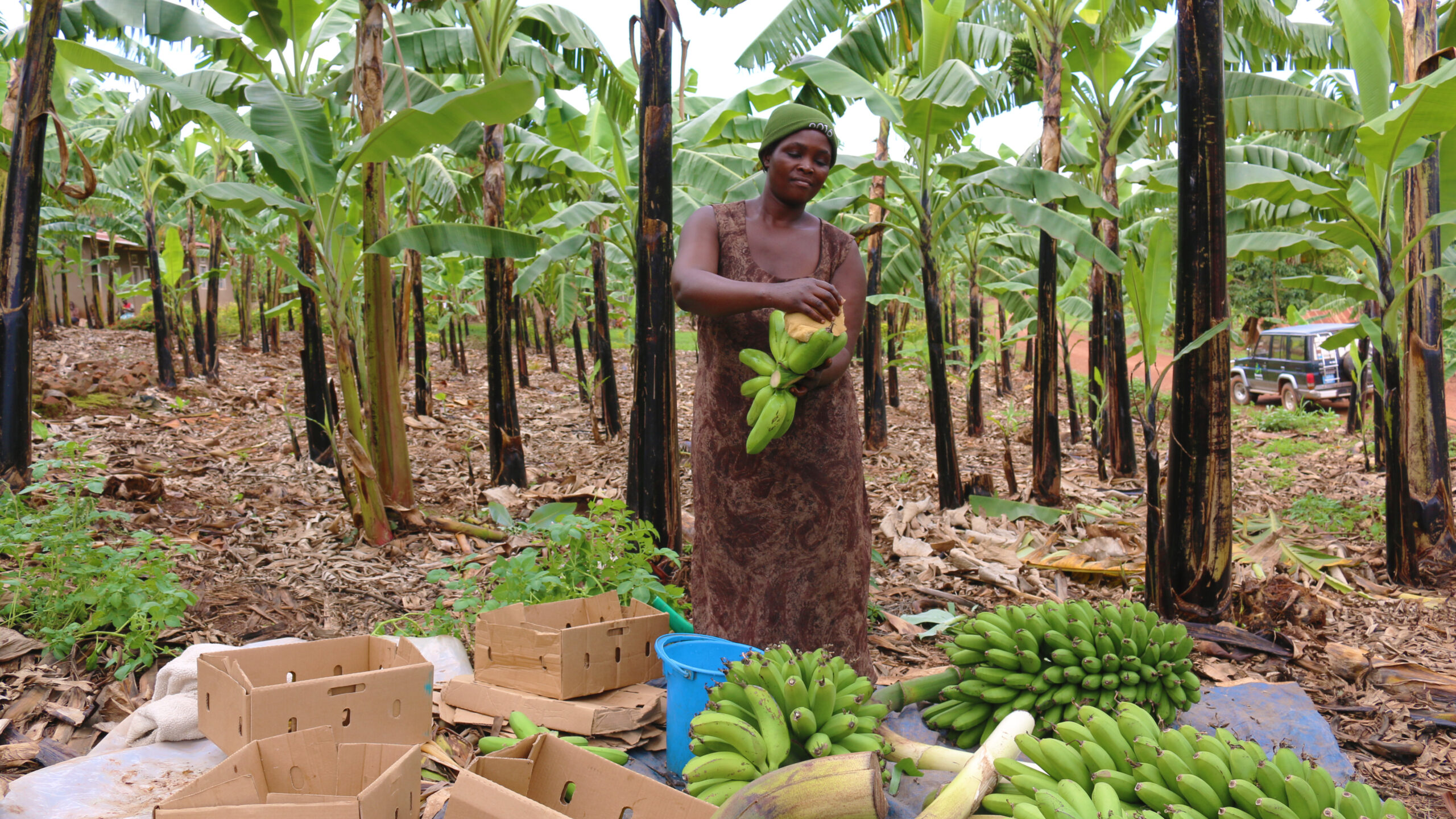 Woman standing, trees in background, sorts bunch of bananas, with larger bunches on ground.