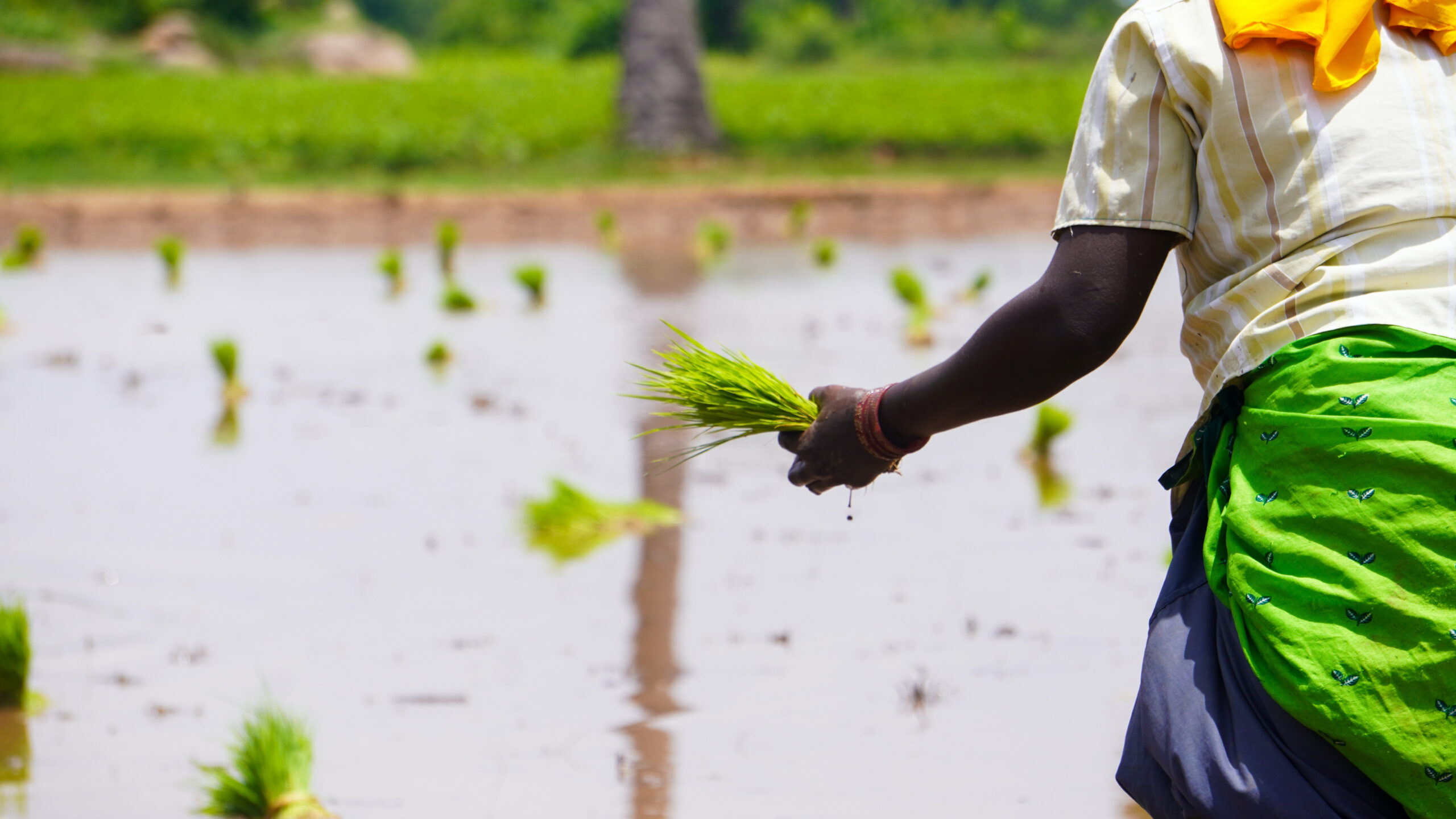 Man, back to camera, holding seedlings in his left hand, rice field in background