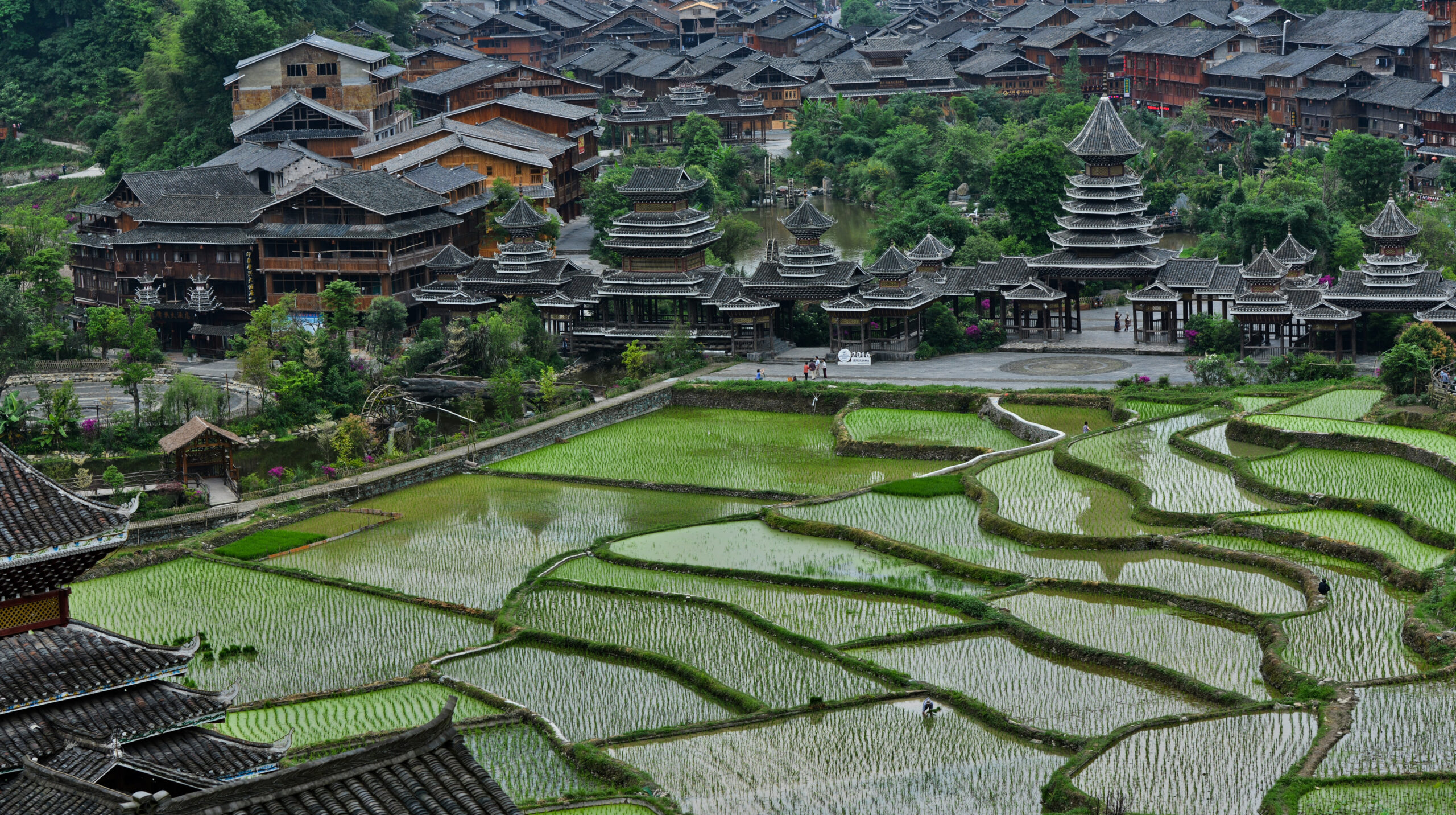 Terraced rice fields, foreground, buildings in background