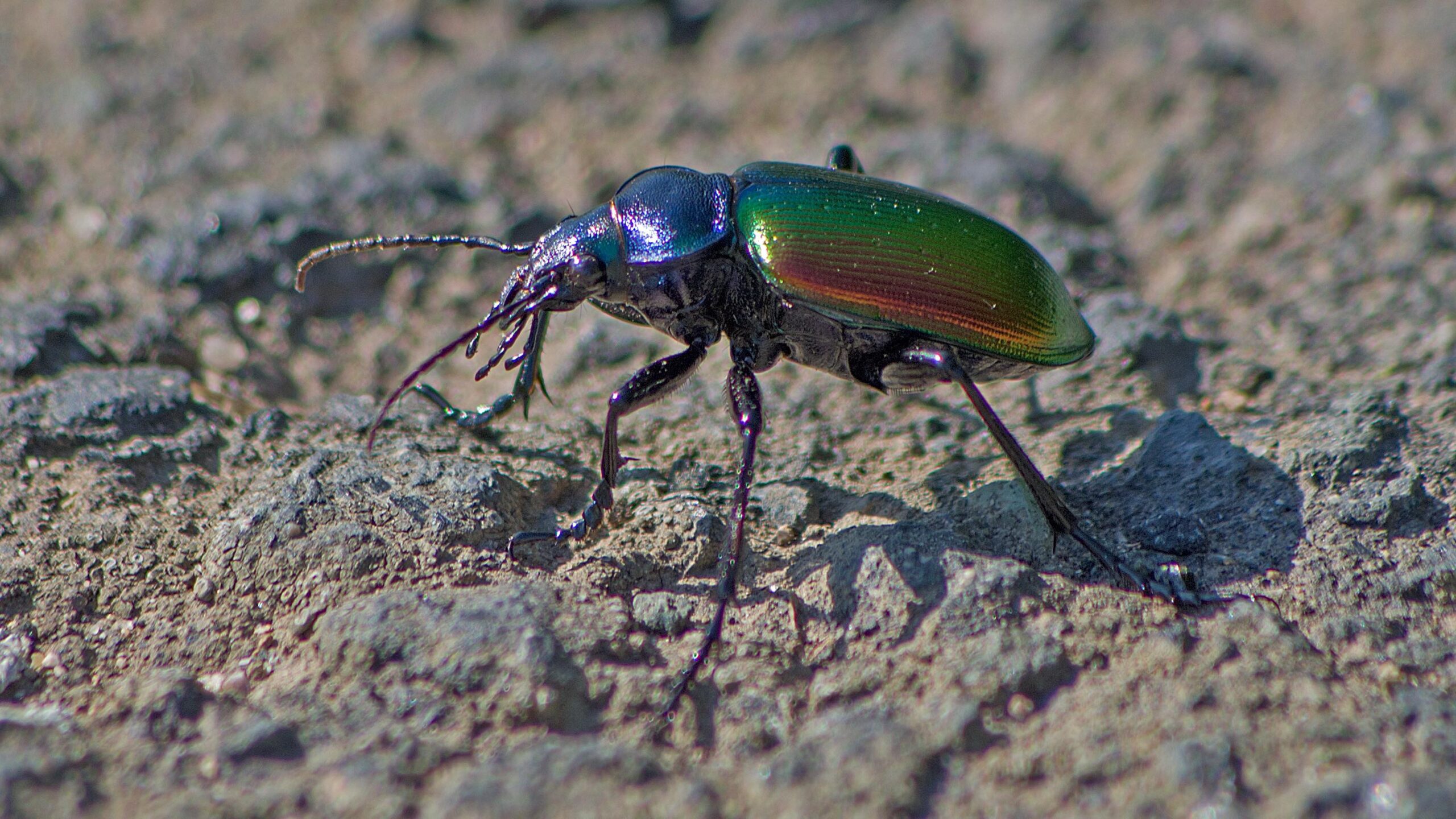 Close up of a beetle on dirt surface, rainbow coloring on its shell