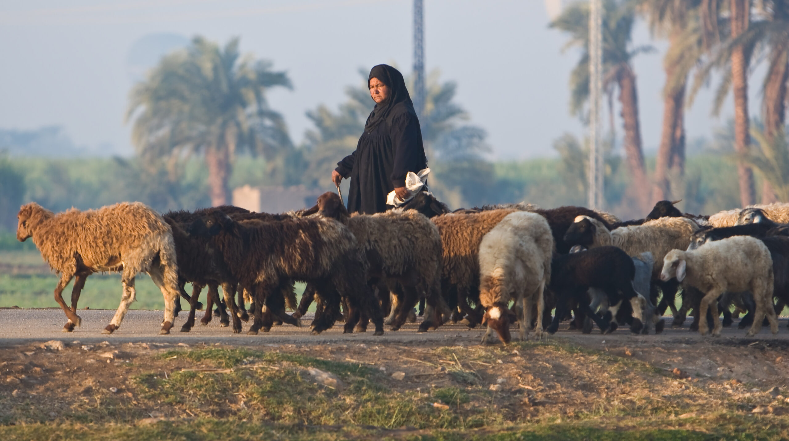 Woman, dressed in black, amid flock of sheep moving left